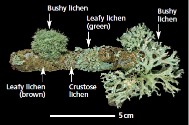a picture showing indicator species lichens