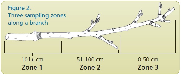 A picture showing the lichen sampling zones along a branch