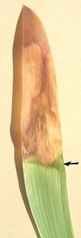 Injury developing in an Iris leaf Injury developing in an Iris leaf