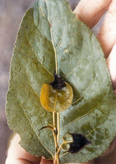 Leaf distortion and necrosis on Poplar Leaf distortion and necrosis on Poplar