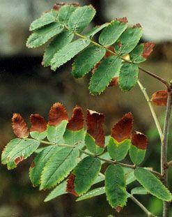 Sorbus aucuparia Sorbus aucuparia