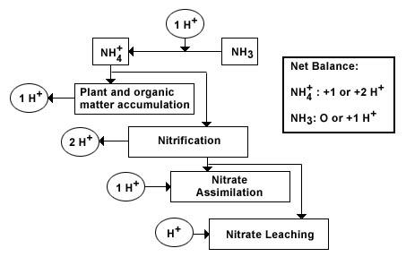a diagram with effects of reduced N, NH3 or NH4+ inputs on soil proton balances.